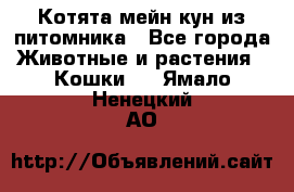 Котята мейн-кун из питомника - Все города Животные и растения » Кошки   . Ямало-Ненецкий АО